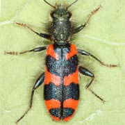 Trichodes alvearius (10–15 mm)