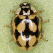 Adalia conglomerata (L., 1758), Coccinellidae (3–4.5 mm) Adalia conglomerata (3–4.5 mm)