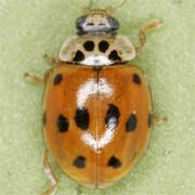 Adalia decempunctata (L., 1758), Coccinellidae (3.5–5 mm) Adalia decempunctata (3.5–5 mm)