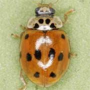 Adalia decempunctata (3.5–5 mm)