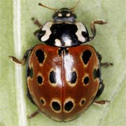 Anatis ocellata (L., 1758), Coccinellidae (8–9 mm) Anatis ocellata (8–9 mm)