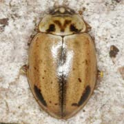 Aphidecta obliterata (L., 1758), Coccinellidae (3.5–5 mm) Aphidecta obliterata (3.5–5 mm)
