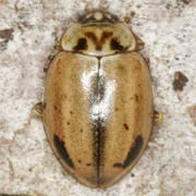 Aphidecta obliterata (3.5–5 mm)