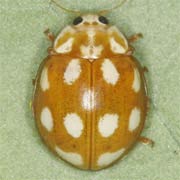 Calvia decemguttata (L., 1767), Coccinellidae (5–6.5 mm) Calvia decemguttata (5–6.5 mm)