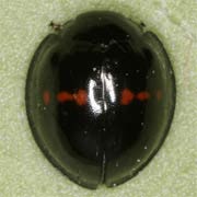 Chilocorus bipustulatus (2.7–4 mm)