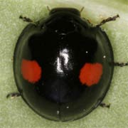 Chilocorus renipustulatus (Scriba, 1850), Coccinellidae (4–5 mm) Chilocorus renipustulatus (4–5 mm)
