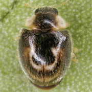 Clitostethus arcuatus (Rossi, 1794), Coccinellidae (1.2–1.5 mm) Clitostethus arcuatus (1.2–1.5 mm)