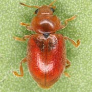 Coccidula rufa (Hbst., 1783), Coccinellidae (2.5–3 mm) Coccidula rufa (2.5–3 mm)