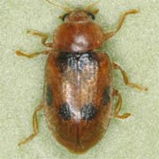 Coccidula scutellata (Hbst., 1783), Coccinellidae (2.5–3 mm) Coccidula scutellata (2.5–3 mm)