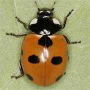 Coccinella magnifica Redt., 1843, Coccinellidae (6–8 mm) Coccinella magnifica (6–8 mm)