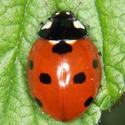 Coccinella septempunctata L., 1758, Coccinellidae (5.5–8 mm) Coccinella septempunctata (5.5–8 mm)