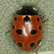Coccinella undecimpunctata L., 1758, Coccinellidae (3.5–4.5 mm) Coccinella undecimpunctata (3.5–4.5 mm)