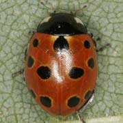 Coccinella undecimpunctata (3.5–4.5 mm)