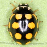 Coccinula quatuordecimpustulata (3–4 mm)