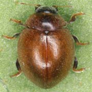 Cynegetis impunctata (L., 1767), Coccinellidae (3–4.5 mm) Cynegetis impunctata (3–4.5 mm)