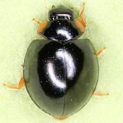 Exochomus nigromaculatus (Goeze, 1777), Coccinellidae (4–4.8 mm) Exochomus nigromaculatus (4–4.8 mm)