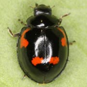 Exochomus quadripustulatus (L., 1758), Coccinellidae (3–5 mm) Exochomus quadripustulatus (3–5 mm)