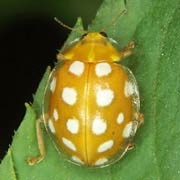 Halyzia sedecimguttata (5–7 mm)