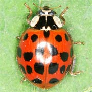Harmonia axyridis Pall., 1773, Coccinellidae (6–8 mm) Harmonia axyridis (6–8 mm)