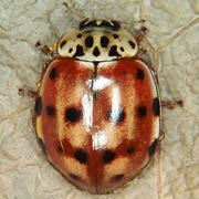 Harmonia quadripunctata (Pont., 1763), Coccinellidae (5.5–6 mm) Harmonia quadripunctata (5.5–6 mm)