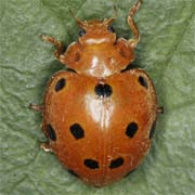 Henosepilachna argus (Fourcr., 1762), Coccinellidae (6–8 mm) Henosepilachna argus (6–8 mm)