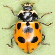 Hippodamia notata (Laich., 1781), Coccinellidae (4.5–5.5 mm) Hippodamia notata (4.5–5.5 mm)