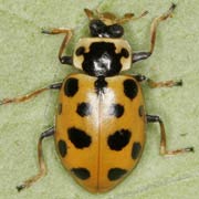 Hippodamia tredecimpunctata (L., 1758), Coccinellidae (4.5–7 mm) Hippodamia tredecimpunctata (4.5–7 mm)
