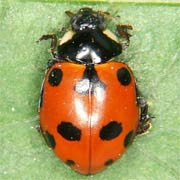 Hippodamia undecimnotata (5–7 mm)