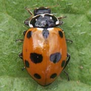 Hippodamia variegata (Goeze, 1777), Coccinellidae (3–5.5 mm) Hippodamia variegata (3–5.5 mm)