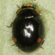 Hyperaspis campestris (2–4.2 mm)