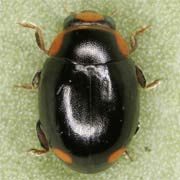 Hyperaspis reppensis (Hbst., 1783), Coccinellidae (3.2–4.5 mm) Hyperaspis reppensis (3.2–4.5 mm)