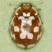 Myrrha octodecimguttata (L., 1758), Coccinellidae (3.5–5 mm) Myrrha octodecimguttata (3.5–5 mm)