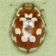 Myrrha octodecimguttata (3.5–5 mm)