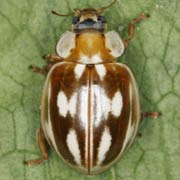 Myzia oblongoguttata (L., 1758), Coccinellidae (7–9 mm) Myzia oblongoguttata (7–9 mm)
