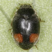 Nephus bipunctatus (Kug., 1794), Coccinellidae (1.5–2.5 mm) Nephus bipunctatus (1.5–2.5 mm)