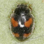 Nephus quadrimaculatus (1.5–2 mm)