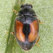 Nephus redtenbacheri (Muls., 1846), Coccinellidae (1.3–1.8 mm) Nephus redtenbacheri (1.3–1.8 mm)