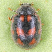 Novius cruentatus (2.5–4 mm)
