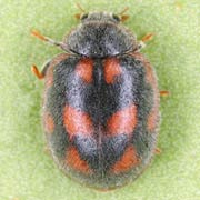 Novius cruentatus (Muls., 1846), Coccinellidae (2.5–4 mm) Novius cruentatus (2.5–4 mm)