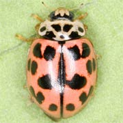 Oenopia conglobata (L., 1758), Coccinellidae (3.5–5 mm) Oenopia conglobata (3.5–5 mm)