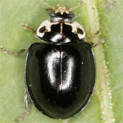 Oenopia impustulata (L., 1767), Coccinellidae (3.5–5.3 mm) Oenopia impustulata (3.5–5.3 mm)
