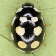 Oenopia lyncea (Ol., 1808), Coccinellidae (3–4.5 mm) Oenopia lyncea (3–4.5 mm)