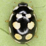 Oenopia lyncea (3–4.5 mm)