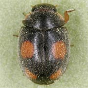 Platynaspis luteorubra (Goeze, 1777), Coccinellidae (2.5–3.5 mm) Platynaspis luteorubra (2.5–3.5 mm)