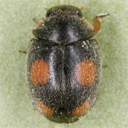 Platynaspis luteorubra (2.5–3.5 mm)