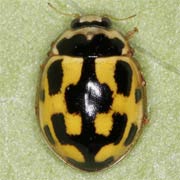 Propylea quatuordecimpunctata (3.5–4.5 mm)