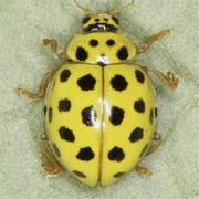 Psyllobora vigintiduopunctata (L., 1758), Coccinellidae (3–4.5 mm) Psyllobora vigintiduopunctata (3–4.5 mm)