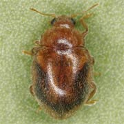 Rhyzobius chrysomeloides (Hbst., 1792), Coccinellidae (2.5–3.5 mm) Rhyzobius chrysomeloides (2.5–3.5 mm)