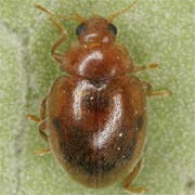 Rhyzobius litura (2.5–3 mm)