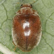 Scymnus abietis (Payk., 1798), Coccinellidae (2.2–3 mm) Scymnus abietis (2.2–3 mm)